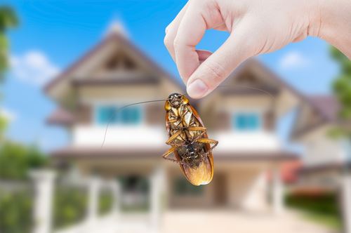 Pest control experts holding a cockroach in front of a home in Thousand Oaks